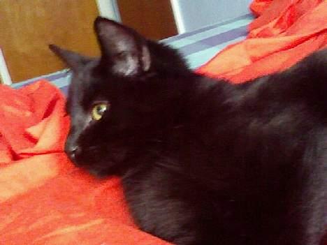 Blanding af racer Ofelia billede 14