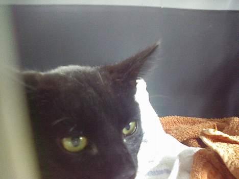 Blanding af racer Ofelia billede 15