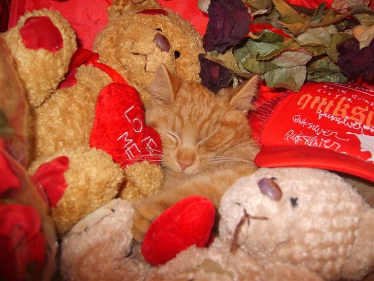 Huskat Rasmus - find katten :P billede 1