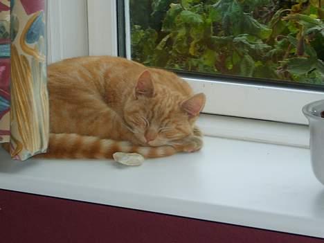 Huskat Rasmus - Endnu en lur i vinduet :D billede 2