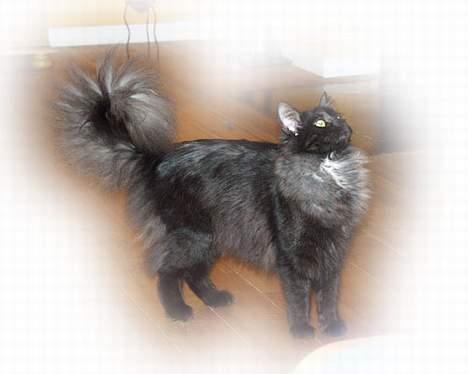 Norsk Skovkat  Afrodite, Dansk Champion billede 1