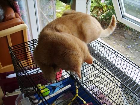 Huskat Rasmus - Der er ballade i luften!  billede 3