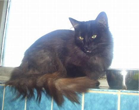 Norsk Skovkat  Afrodite, Dansk Champion billede 2