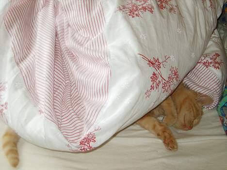 Huskat Rasmus - Dejligt med en slapper, under en varm dyne :o) billede 4