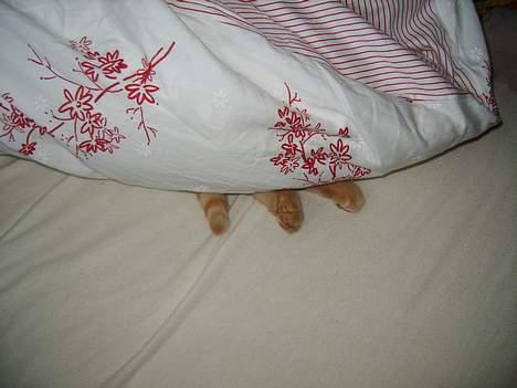 Huskat Rasmus - Jeg gemmer mig B) billede 5