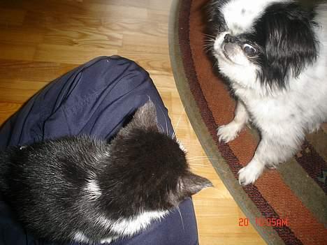 Huskat Grev Axel <3 - Et af de første møder med Fido. grev axel er kold :b 18 Oktober 2006  billede 13