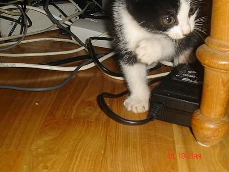 Huskat Grev Axel <3 - Ledninger igen .. Pas nu på bette pus! 20 Oktober 2006  billede 14