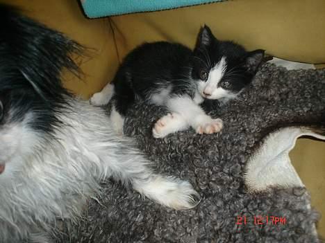 Huskat Grev Axel <3 - Bette pus rævesover. Ved siden af min hund, Fido. 21 Oktober 2006 billede 15