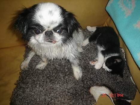 Huskat Grev Axel <3 - Min hund er vidst ikke helt tryg ved selvskabet :b 21 oktober 2006 billede 16