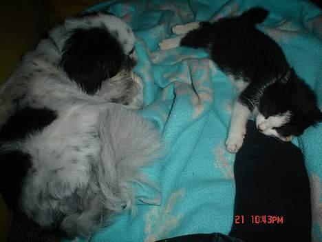 Huskat Grev Axel <3 - Så sover de begge to. På tide. 21 oktober 2006. billede 17