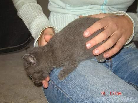 Huskat Poundus <33 - Jeg løber lige væk ;D billede 2