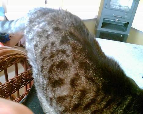 Huskat bitter - se min høje bagdel billede 2