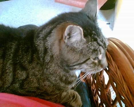 Huskat bitter - min bror går dernede ( sort misser) skulle jeg ikke lige forskrække ham?? billede 3