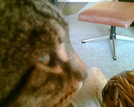 Huskat bitter - mit ansigt er smukt ikke? billede 4