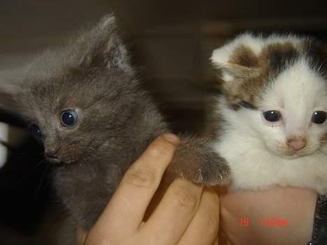 Huskat Poundus <33 - Hygger lige med min bror, Plet (:  billede 3