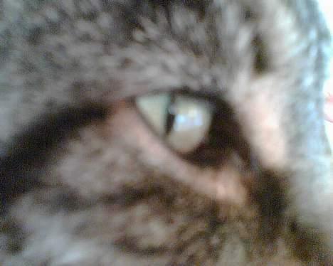 Huskat bitter - og mit øje billede 5