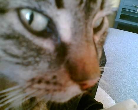 Huskat bitter - ok nu overdriver! Du med din mobil og dit kamera gør du ikke? billede 6