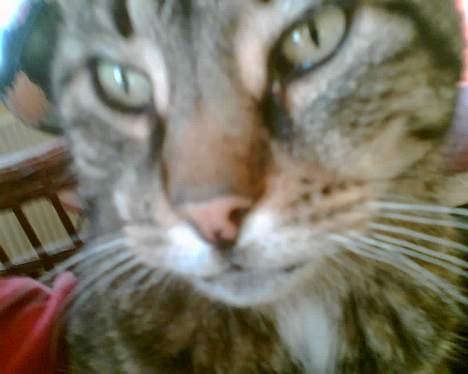 Huskat bitter - jeg burde være på forsiden på se og gø bladene ikke? billede 7