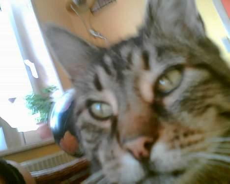 Huskat bitter - se mine ører og mig. Passer vi ikke godt sammen?? billede 8