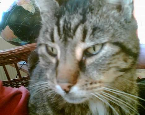 Huskat bitter - gaaaaaaaaab....... billede 9