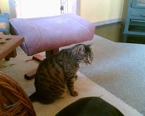 Huskat bitter - øv jeg skal vaske mig selv nu! billede 10