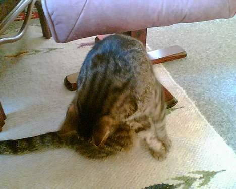 Huskat bitter - *slik* adddddd billede 11