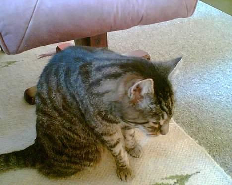 Huskat bitter - nu er det ændelig overstået pyha billede 12