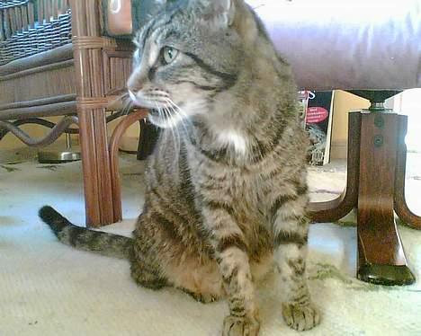 Huskat bitter - er der noget i fjernsynet tjener?? billede 13