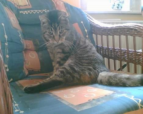 Huskat bitter - se er jeg ikke en smuk model? billede 14