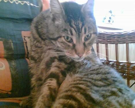 Huskat bitter - uuuuhhh en mus!!! billede 15