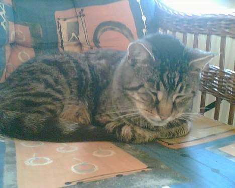 Huskat bitter - og så en fortjent lur gaaaabbb.....go´nat kg! billede 16