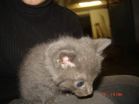 Huskat Poundus <33 - Gider ikke tages flere billeder af mor ;D billede 4