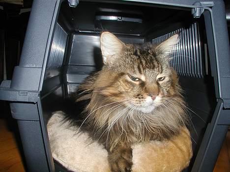 Maine Coon Savincoon Woodstock  - Jeg er helt vild med at ligge i min transportkasse! billede 11
