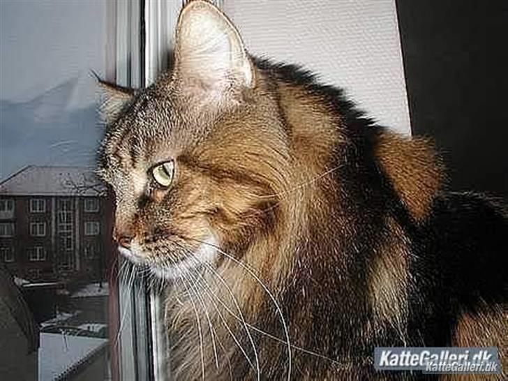 Maine Coon Savincoon Woodstock  - Må holde øje med folk på gaden billede 12