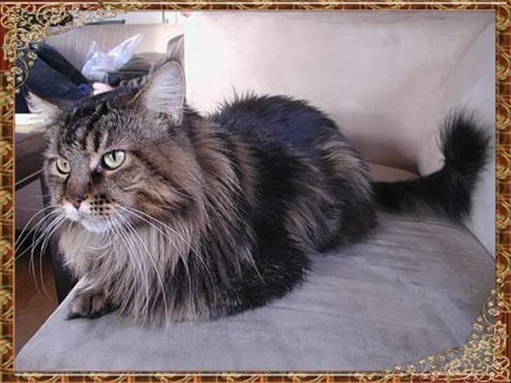 Maine Coon Savincoon Woodstock  billede 13