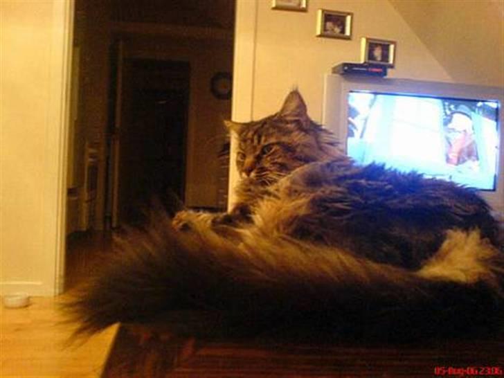 Maine Coon Savincoon Woodstock  - Ligger jeg i vejen? billede 14