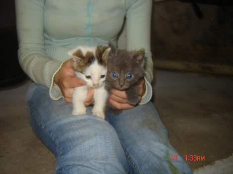 Huskat Poundus <33 - Igen sammen med sin bror, Plet ;D  billede 5