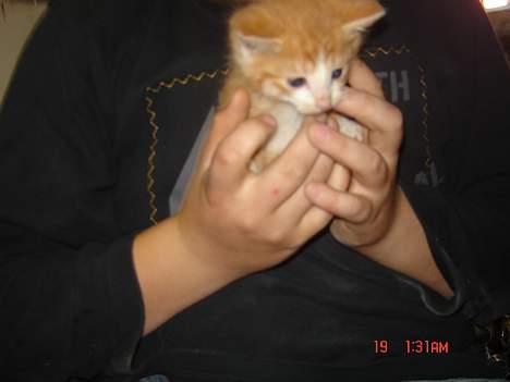 Huskat Garfield <33 - Smukke kat ..  billede 2