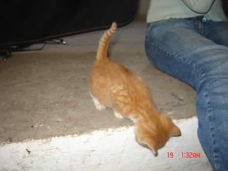 Huskat Garfield <33 - gush, der er langt ned ,,  billede 3