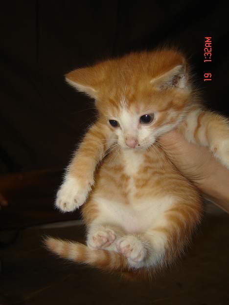 Huskat Garfield <33 - Lad være med at holde mig mor ! (;  billede 4