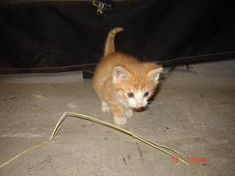 Huskat Garfield <33 - Jeg kommer nu ;D billede 5