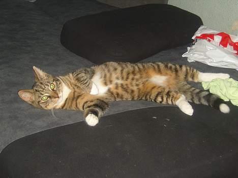 Huskat speedie billede 19