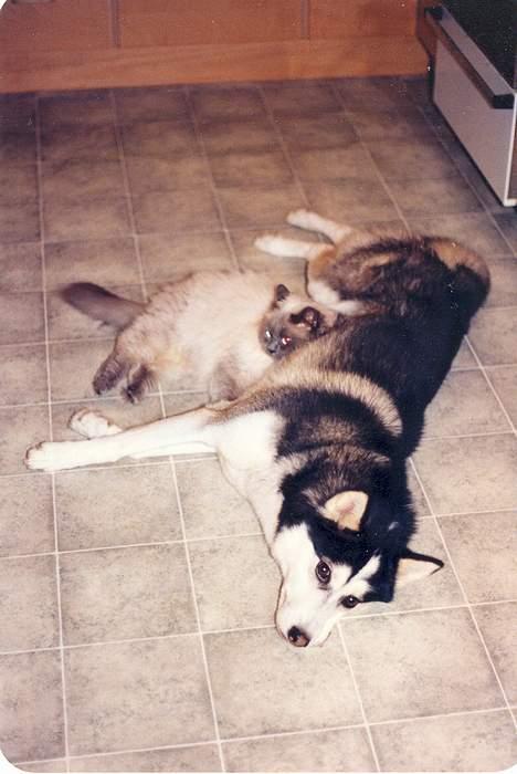 Colorpoint Shivas * R.I.P * - igen med vores gamle husky billede 7
