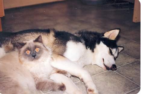 Colorpoint Shivas * R.I.P * - igen med en af vores gamle husky´er billede 8