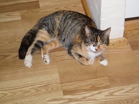 Blanding af racer Trille billede 1