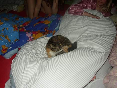 Blanding af racer Trille billede 2