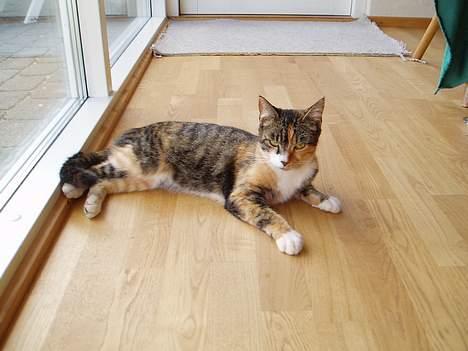 Blanding af racer Trille billede 3