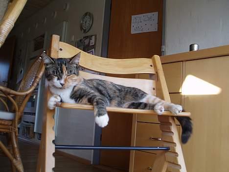 Blanding af racer Trille billede 4