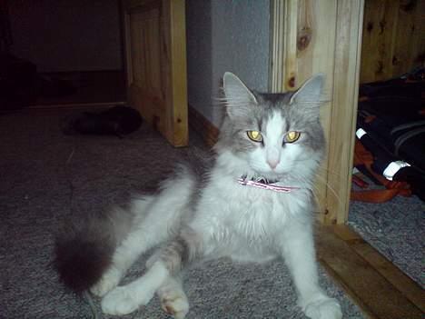 Norsk Skovkat Kisser - jeg vasker min altså så lad mig nu være i fred billede 11