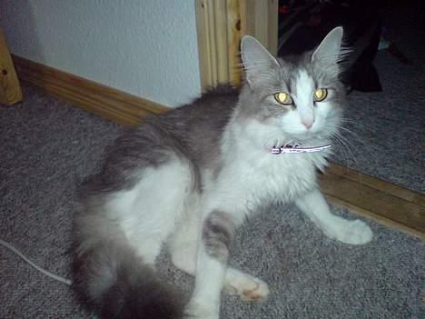 Norsk Skovkat Kisser - hallo privat område billede 12